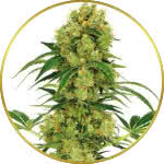 Big Bud Feminized Seeds for sale USA