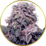 Blackberry Kush Feminized Seeds for sale USA