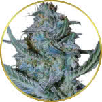 Blue Cheese Feminized Seeds for sale USA