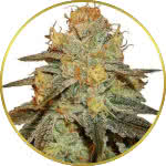 Bruce Banner Feminized Seeds for sale USA