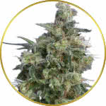 Bubba Kush Feminized Seeds for sale USA