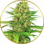 Bubble Gum Feminized Seeds for sale USA