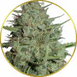 California Dream Feminized Seeds for sale USA