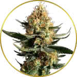 Chemdawg Feminized Seeds for sale USA