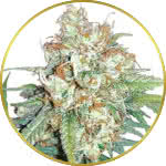 Cherry Pie Feminized Seeds for sale USA