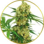 Chocolope Feminized Seeds for sale USA