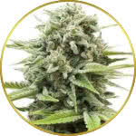 Fire OG Feminized Seeds for sale USA