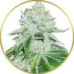 Gelato Feminized Seeds for sale USA