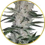 Gorilla Glue Feminized Seeds for sale USA