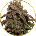 Green Crack Feminized Seeds for sale USA