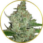 Hindu Kush Feminized Seeds for sale USA