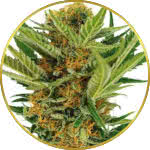 Jack Herer Feminized Seeds for sale USA