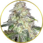 LSD Feminized Seeds for sale USA