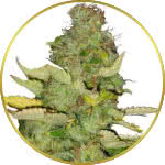 Maui Wowie Feminized Seeds for sale USA