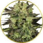 MK Ultra Feminized Seeds for sale USA