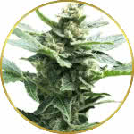 Northern Lights Feminized Seeds for sale USA