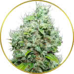 NYC Diesel Feminized Seeds for sale USA
