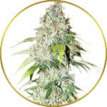 OG Kush Feminized Seeds for sale USA