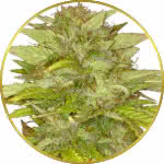 Orange Bud Feminized Seeds for sale USA