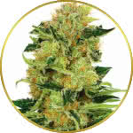 Pineapple Haze Feminized Seeds for sale USA