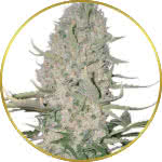 Power Plant Feminized Seeds for sale USA