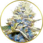 Skywalker OG Feminized Seeds for sale USA