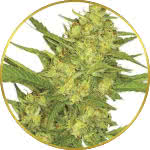 Sour Diesel Feminized Seeds for sale USA