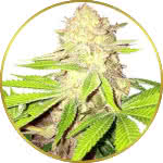 Strawberry Kush Feminized Seeds for sale USA