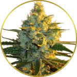 Super Lemon Haze Feminized Seeds for sale USA