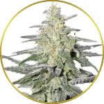 Super Silver Haze Feminized Seeds for sale USA