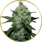 Super Skunk Feminized Seeds for sale USA