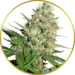 Trainwreck Feminized Seeds for sale USA