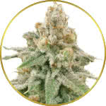 Wedding Cake Feminized Seeds for sale USA