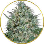 White Rhino Feminized Seeds for sale USA