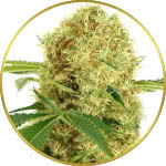 White Widow Feminized Seeds for sale USA