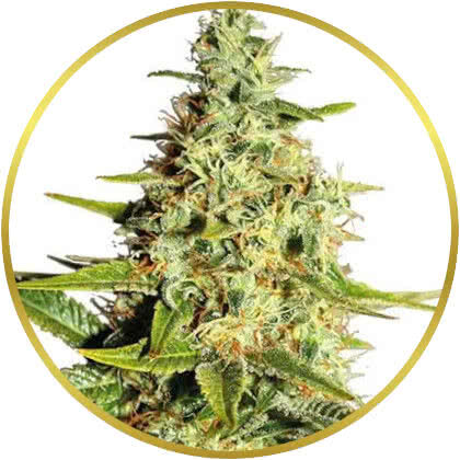 Afghan marijuana strains