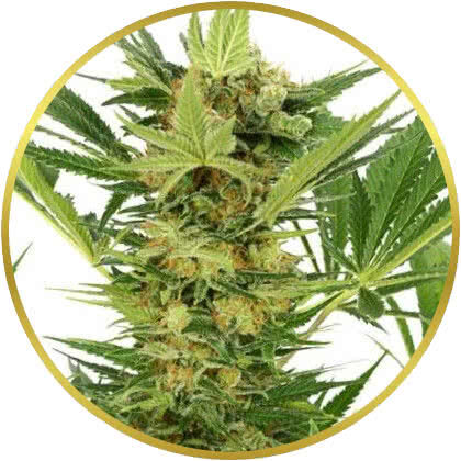 AK-47 marijuana strain