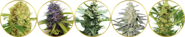 top-rated best marijuana strains of all time list