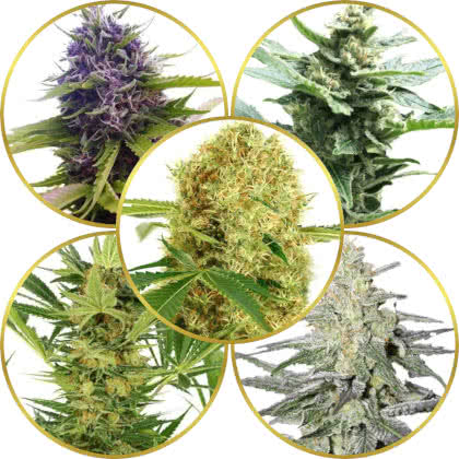 Top 10 Best Marijuana Strains Of All Time