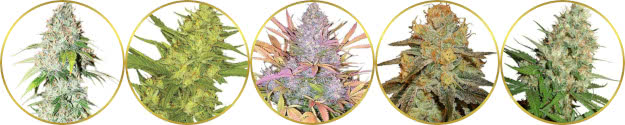 top-rated list of the best american marijuana strains to grow