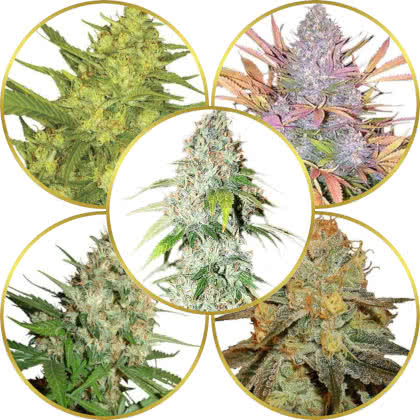 Top 10 Best American Marijuana Strains to Grow