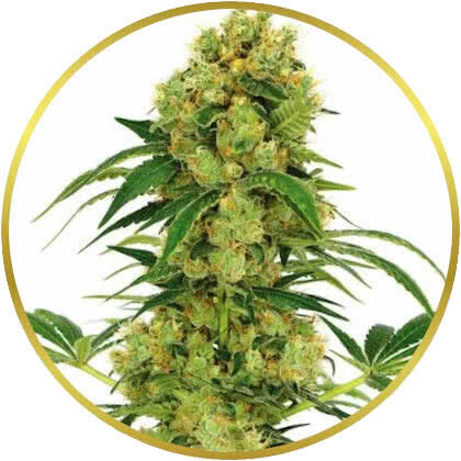 Big Bud marijuana strain