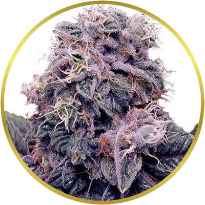 Blackberry Kush marijuana strain