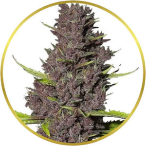 Blue Dream marijuana strain