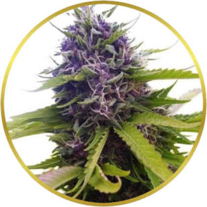 Blueberry marijuana strain