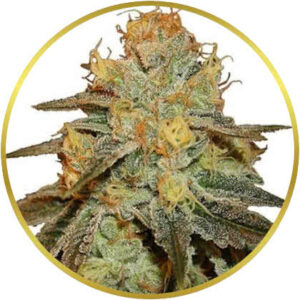 Bruce Banner marijuana strain