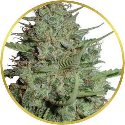 California Dream marijuana strain