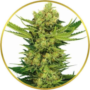 Cheese marijuana strain