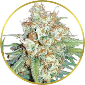 Cherry Pie marijuana strain