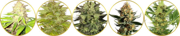 top-rated list of the best marijuana strains to grow for closets, grow tents, and grow boxes